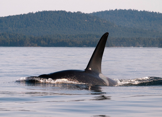 Northwest orcas are suffering from a lack of food, particularly salmon. (Ingrid Taylar/Flickr)