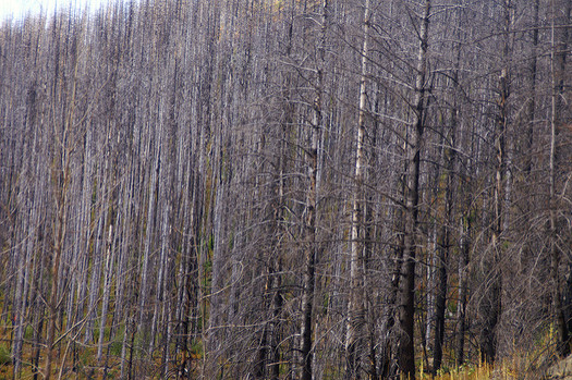 Researchers found one-third of forests in five western states, including Montana, haven't come back after forest fires over the last 30 years. (Jim Handcock/Flickr) 