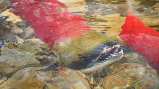 Conservation groups say the lower Snake River dams need to come down if salmon populations in the Northwest are to recover. (Wilson Hui/Flickr)