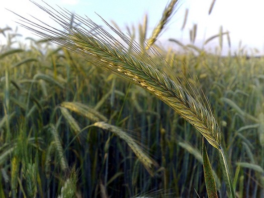 Cover crops such as winter rye are a good way to reduce runoff from fertilizer. (LSDSL/Wikipedia)
