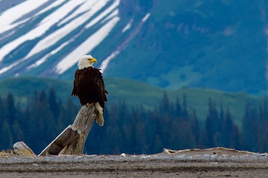 The bald eagle has been identified as one of many iconic wildlife species in need of greater protections in Wyoming. (Pixabay)