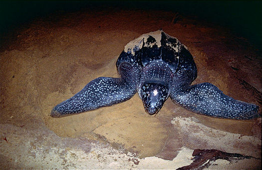 Eastern Pacific leatherback sea turtle populations on the West Coast have decreased by more than 97 percent in the last three generations. (Bernard Dupont/Wikimedia Commons)