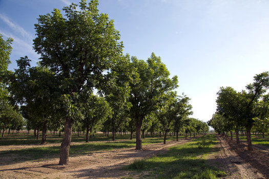 Some pecan growers in New Mexico have resorted to hiring private security guards to quell a rash of thieves stealing the nuts to sell them. (nmsu.edu)