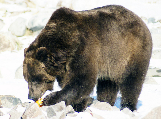 Grizzly bears occupy less than 5 percent of their historic range, conservation groups say. (Ellie Attebery/Flickr)