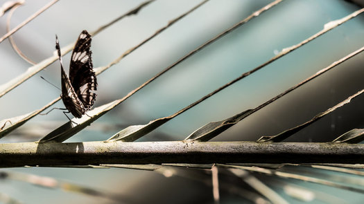 More than 20 Tennessee prisoners are earning their associate degrees in political science or business today outside Nashville. (Quadrans/flickr)
