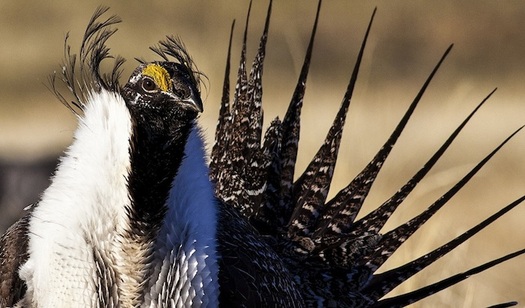 Wyoming has the largest remaining intact habitat for the greater sage grouse, whose populations have decreased by as much as 95 percent from historic levels. (BLM)
