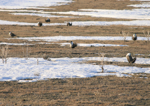 Oregon's U.S. senators have criticized the Interior Department's proposed changes the sage-grouse conservation plan. (Nick Myatt/Oregon Dept. of Fish and Wildlife)