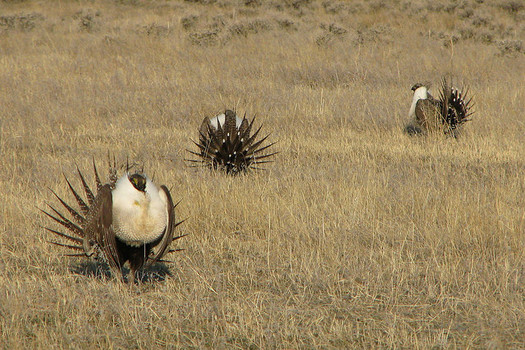 Washington's U.S. senators have criticized the Interior Department's proposed changes the sage grouse conservation plan. (U.S. Department of Agriculture/Flickr)