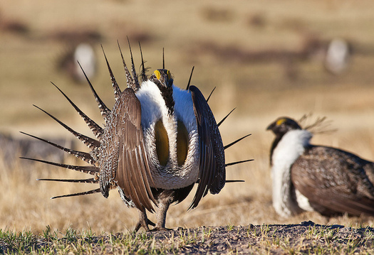 Biologists estimate the number of sage grouse is down by as much as 95 percent from historic levels. (BLM)