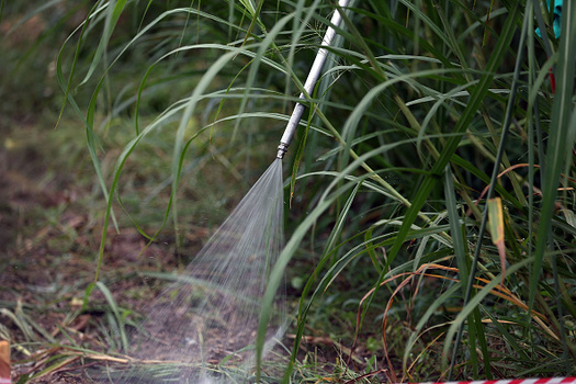 Even low levels of three commonly used pesticides can cause abnormal development of salmon. (Joe Raedle/Getty Images)