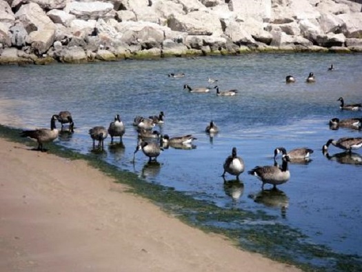 Plastic waste is broken down by currents and sunlight and is often ingested by wildlife. (usgs.gov)