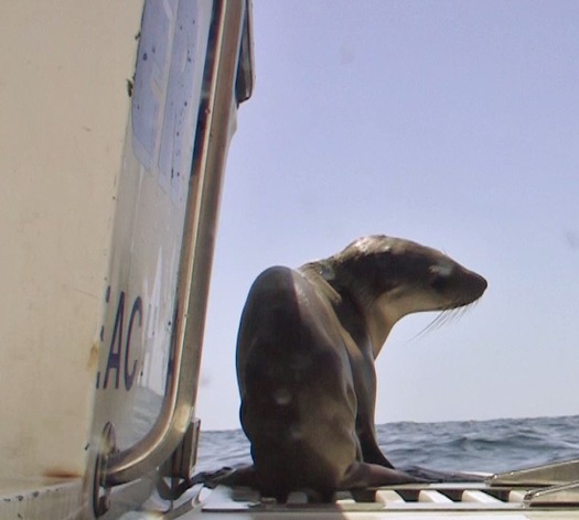 Scientists say they've encountered many emaciated sea-lion pups in recent years due to dwindling anchovy and sardine fisheries, primary food sources for sea lions. (Oceana)