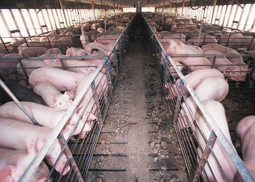 Advocates are asking for more oversight of confined animal feeding operations. (hecweb.org)