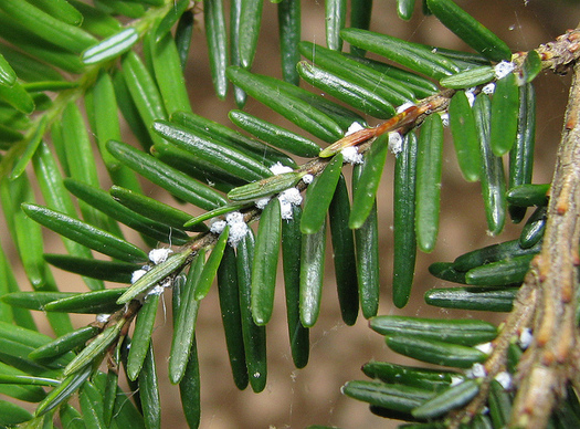 The fuzzy white specks on the needles are the larvae of Wooly agelgid, which can kill mature hemlock trees. (Kerry Wixted/flickr)
