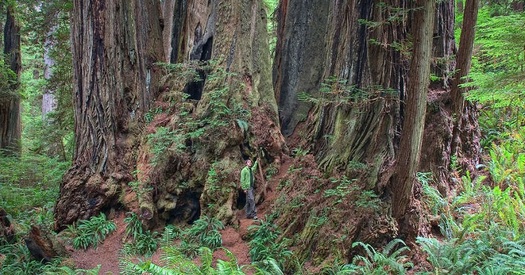 The only true old-growth forest in the West Virginia state park system is in Cathedral State Park. (West Virginia State Parks)