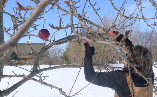 Proper pruning of organic apple trees is one of a number of topics to be covered at a March workshop by the Michael Fields Agricultural Institute. (MFAI)