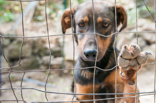 Nearly 70,000 homeless dogs and cats die in New Mexico animal shelters each year. (americanhumane.org)