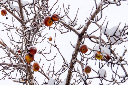 Volatile weather, such as an early freeze, can hurt the apple harvest in Minnesota. (Aaron Hawkins/Flickr)