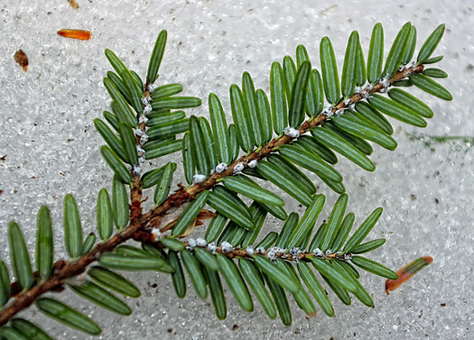 The fuzzy white specks on the needles are the larvae of woolly agelgid, which can kill mature hemlock trees. (Nicholas A. Tonelli/flickr)