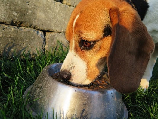 Despite recent recalls, a Washington state veterinarian says pet food is the safest thing owners can feed their pets. (eminens/Pixabay)