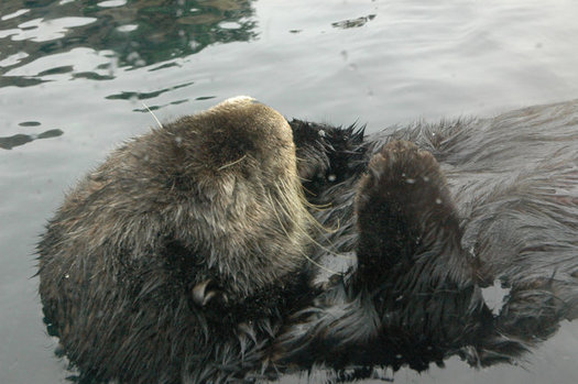 Experts say sea otters keep sea urchins from ravaging kelp forests, maintaining habitat for fish. (Kconnors/Morguefile)