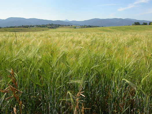Climate change could cost Montana's agriculture sector 26,000 jobs over the next 50 years. (Matt Lavin/Flickr)