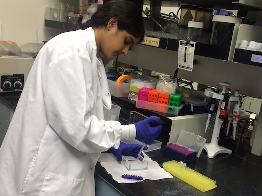 Haniya Shareef of Lincoln Park Academy in Fort Pierce works on her research in a lab for the Regeneron Science Talent Search. (Haniya Shareef)