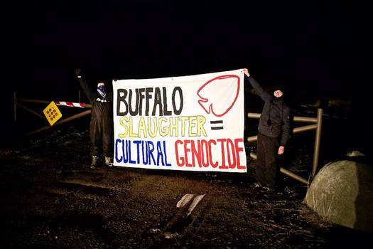 There are about 500 wild buffalo in the Stephens Creek facility outside Gardiner that could be destined for slaughter. (Wild Buffalo Defense)