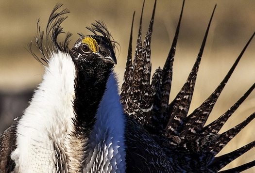 Wyoming was a leader in a decade-long effort to conserve sage-grouse habitat that also supports more than 350 other species. (BLM)