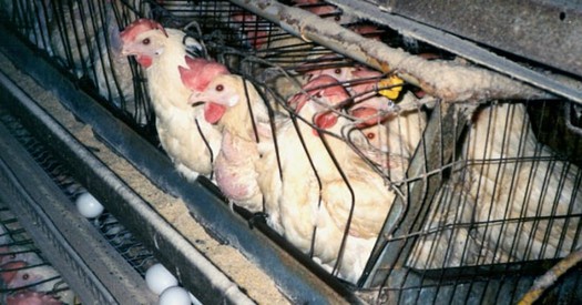 A dozen eggs from cage-free chickens typically cost at least a dollar more than conventional eggs. (mercyforanimals.org)