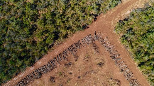 Advocates of changing the way biofuels are made say current standards encourage rampant deforestation in places like Argentina, where farmers are clearing land illegally to grow soybeans. (Jim Wickens/Ecostorm)