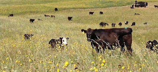 Congress is expected to take up reauthorization of the farm bill on April 6, following the Easter recess that begins today. (cfra.org) 