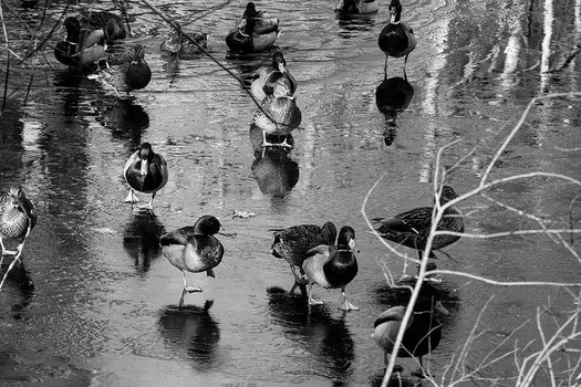 The DNR has recommendations for 