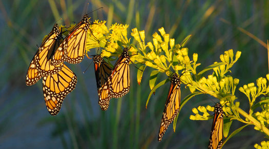 The eradication of milkweed in South Dakota has reduced food for monarch butterflies, now included on the endangered species list. (nature.org)