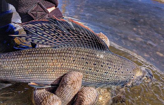 Arctic graylings are among Montana's conservation success stories. (U.S. Fish and Wildlife Service/Wikimedia Commons)