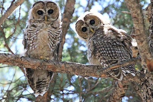 The New Mexican Spotted Owl is one of several threatened wildlife species in the state. (nps.gov) 