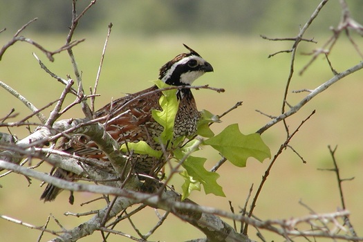 The Bobwhite Quail is one of 377 species in Arkansas which, due to habitat loss, are at risk of becoming extinct. (USFWS)