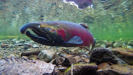 There are 13 endangered populations of salmon in the Columbia River Basin. (Bureau of Land Management/Flickr)