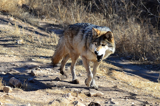 The Mexican gray wolf was almost eliminated from the wild by the 1970s, but a court ruling this week could help ensure its comeback in the Southwest. (Larry Lamsa/Flickr)