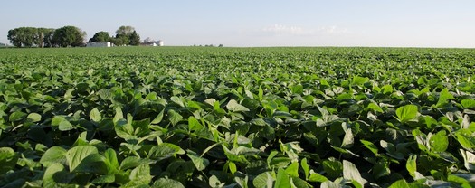 Soybean farmers lost an estimated $1.7 billion Wednesday as soybean futures tumbled with speculation of an impending trade war. (ilsoy.org)