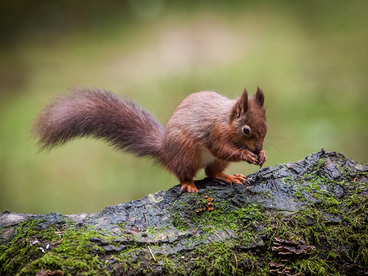 The red squirrel is among the species in Tennessee at risk of being added to the endangered species list. (Richard Towell/flickr)