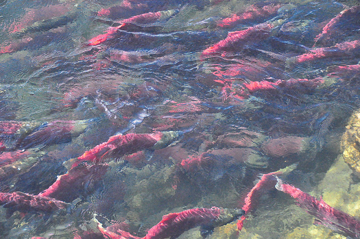 The Idaho Department of Fish and Game identifies sockeye as a species in need of conservation. (MartialArtsNomad.com/Flickr)