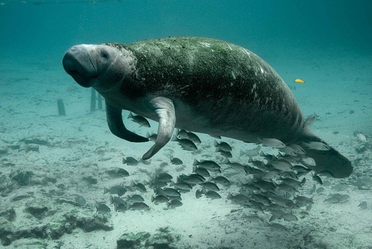 The manatee is just one iconic Florida species on the federal endangered species list. (Pixabay) 