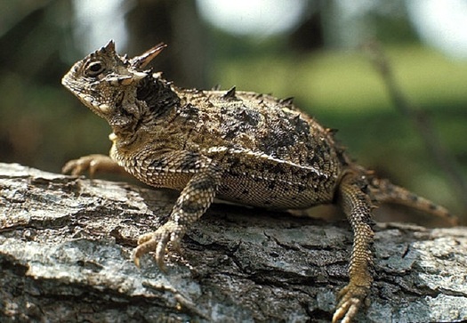 The Texas Horned Lizard, also called a 
