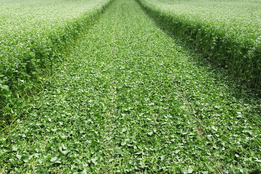 An Iowa study says grazing cattle on cover crops can put up to $60 per acre in a farmer's pocket. (michaelfields.org)