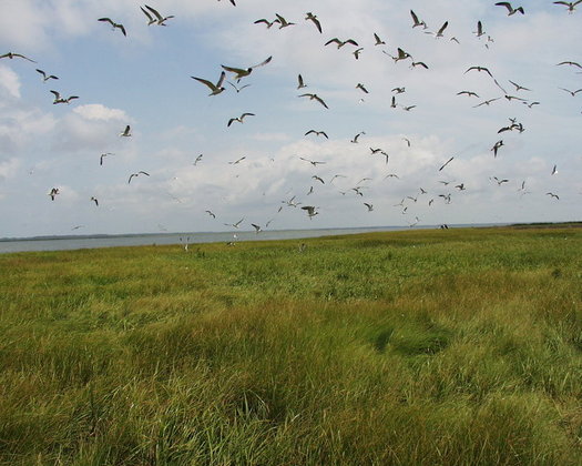 The black rail is perhaps the most imperiled bird species along the Atlantic Coast that most people have never seen. (NC Wildlife Resources Commission)