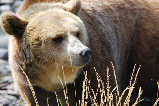 There are about 700 grizzly bears in the Greater Yellowstone Ecosystem. (Pat (Cletch) Williams/Flickr)