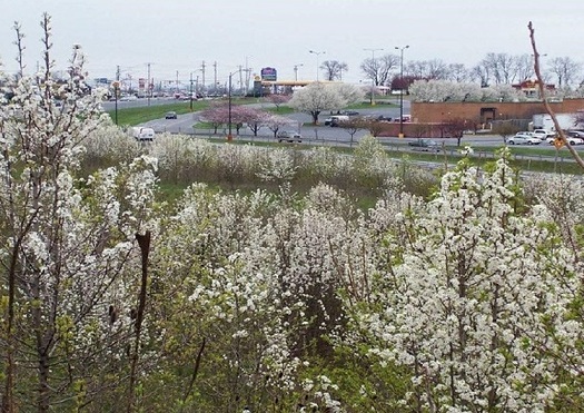 Pear trees have been showing up in places where they weren't intentionally planted. (in.gov)  Pear trees have been showing up in places where they weren't intentionally planted. (in.gov)