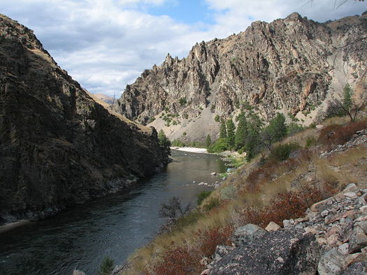 Salmon runs on the Middle Fork of the Salmon River have fallen drastically since the lower Snake River dams were built, according to the National Wildlife Federation. (Rex Parker/Wikimedia Commons)