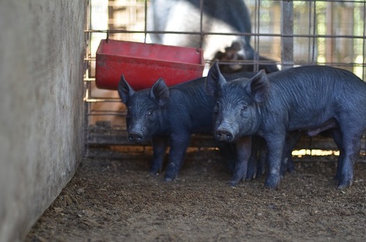 CAFOs house large numbers of pigs, chickens, cows or other farm animals in what are described as 